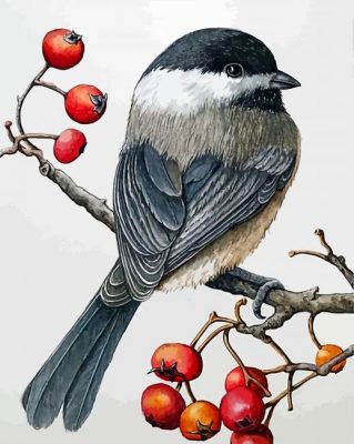 Chickadee Bird Paint by numbers