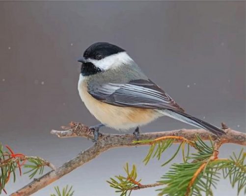 Black Capped Chickadee Paint by numbers