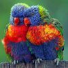 Colorful Birds Paint by numbers