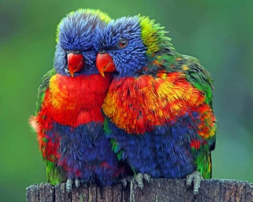 Colorful Birds Paint by numbers