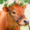 Cow With Flowers Paint by numbers