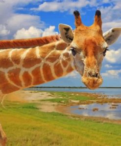 Curious Giraffe Paint by numbers