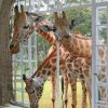 Cute Curious Giraffes Paint by numbers