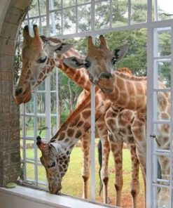 Cute Curious Giraffes Paint by numbers