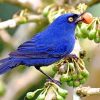 Deep Blue Bird Flowerpiercer Paint by numbers