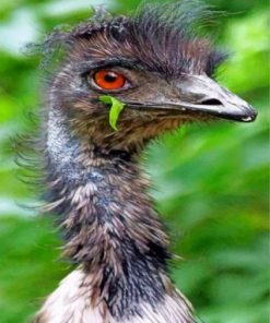Emu Bird Paint by numbers