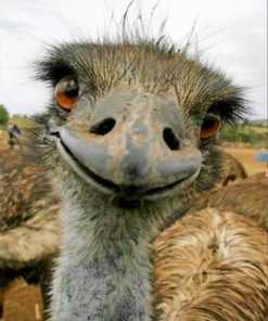 Emu Face Paint by numbers