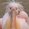 Fluffy Pelican Paint by numbers