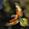 Flying Lorikeet Paint by numbers