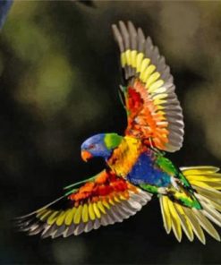 Flying Lorikeet Paint by numbers