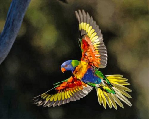 Flying Lorikeet Paint by numbers