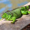 Green Iguana Paint by numbers
