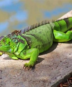 Green Iguana Paint by numbers