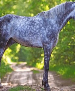 Grey Horse Animal Paint by numbers