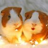 Adorable Guinea Pigs Paint by numbers