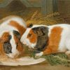 Guinea Pigs Paint by numbers