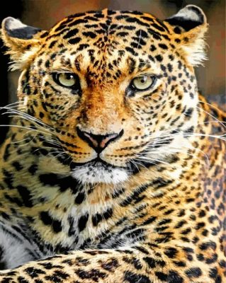 Leopard Animal paint by numbers
