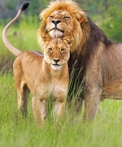 Lion And Lioness Couple Paint by numbers