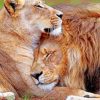 Lion And Lioness Love Paint by numbers