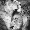 Lion And Lioness Paint by numbers