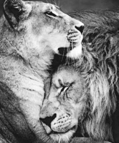 Lion And Lioness Paint by numbers
