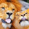 Lion And Lioness Paint by numbers