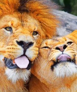 Lion And Lioness Paint by numbers