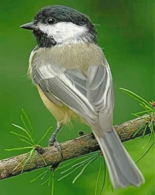 Little Chickadee Bird Paint by numbers