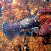 Lobster Paint by numbers