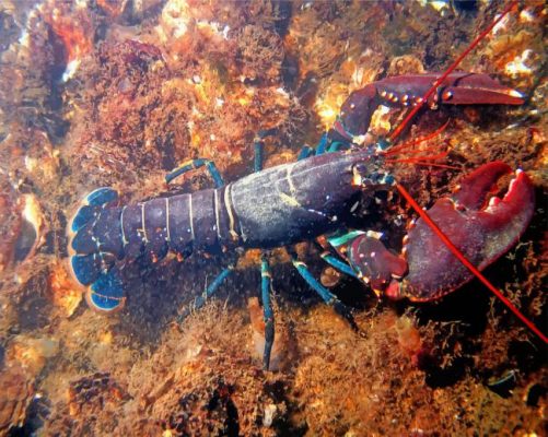 Lobster Paint by numbers