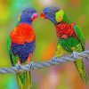 Lorikeet Birds Paint by numbers