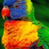 Lorikeet Bird Paint by numbers