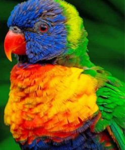 Lorikeet Bird Paint by numbers