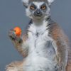 Mad Lemur paint by numbers