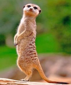 Meerkat Animal Paint by numbers