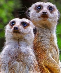 Suricata Suricatta Paint by numbers