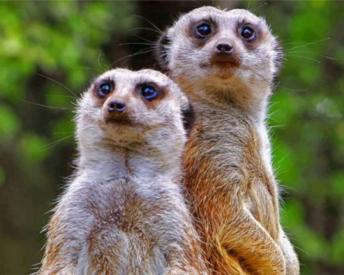 Suricata Suricatta Paint by numbers