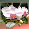 Orchid Flowers Paint by numbers