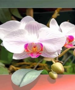 Orchid Flowers Paint by numbers