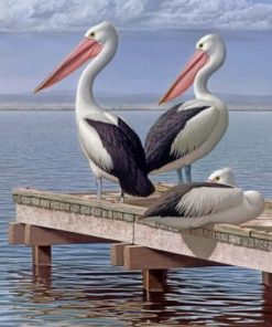 Pelican Birds Paint by numbers