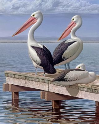 Pelican Birds Paint by numbers