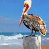Pelican Bird Paint by numbers