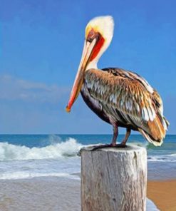 Pelican Bird Paint by numbers