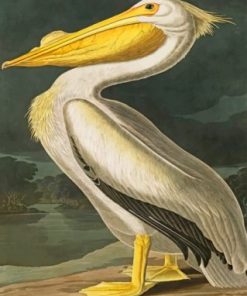 White Pelican Bird Paint by numbers