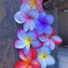 Plumeria Flowers paint by numbers