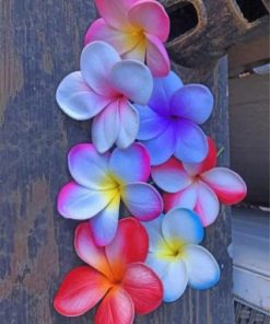 Plumeria Flowers paint by numbers