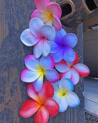 Plumeria Flowers paint by numbers