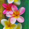 Plumeria Flowers paint by numbers