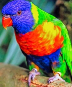 Rainbow Lorikeet Paint by numbers
