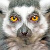 Raing Tailed Lemur Face Paint by numbers